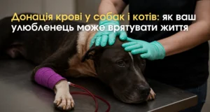Забір крові у собаки