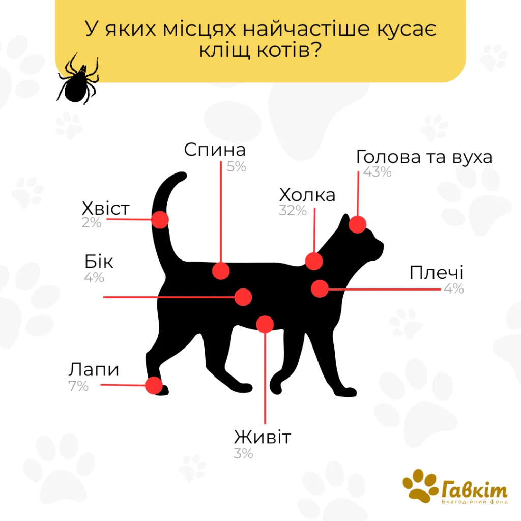 kudy-kusayut-klischi-kotiv