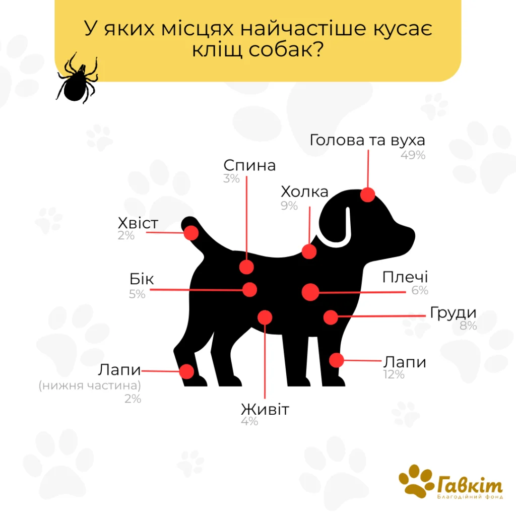 kudy-kusayut-klischi-sobak